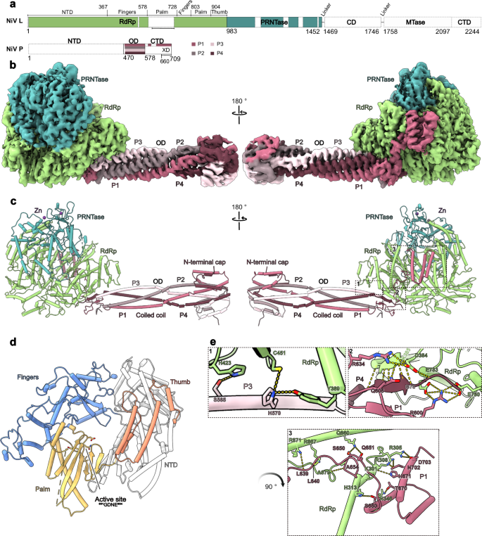 Fig. 1: Structure of the apo NiV L-P complex.