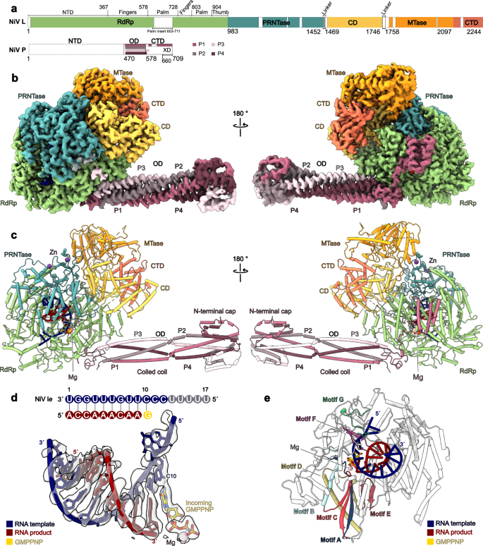 Fig. 2: Structure of the actively elongating NiV L-P complex.