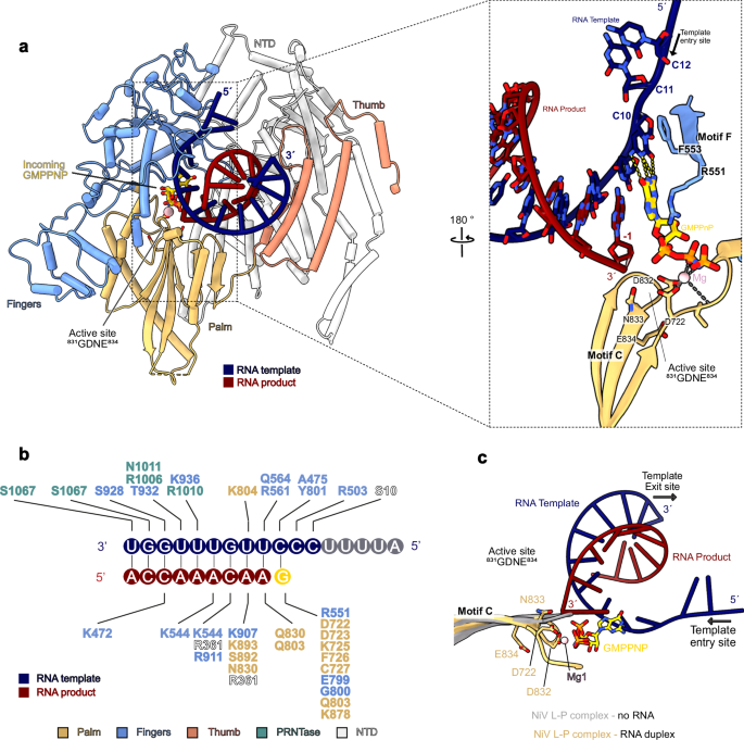 Fig. 3: Details of interactions between the NiV L-P complex and RNA.