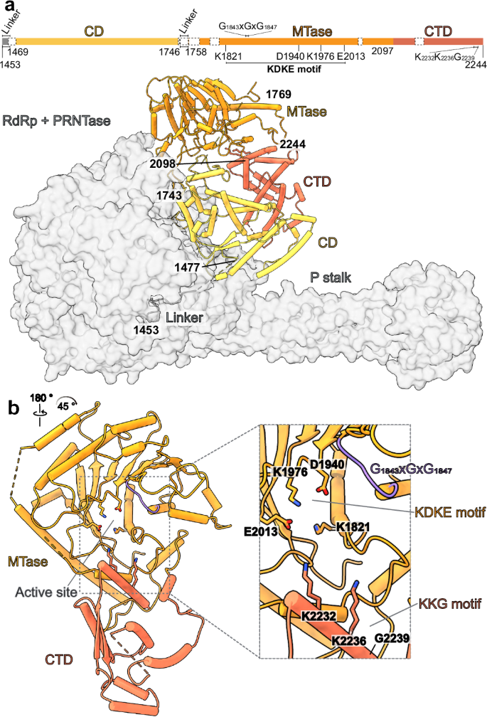Fig. 4: Structure of the NiV L C-terminal domains.