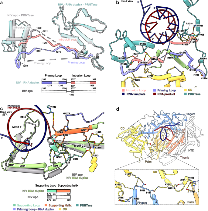 Fig. 5: Rearrangements in NiV L-P complex upon RNA binding.