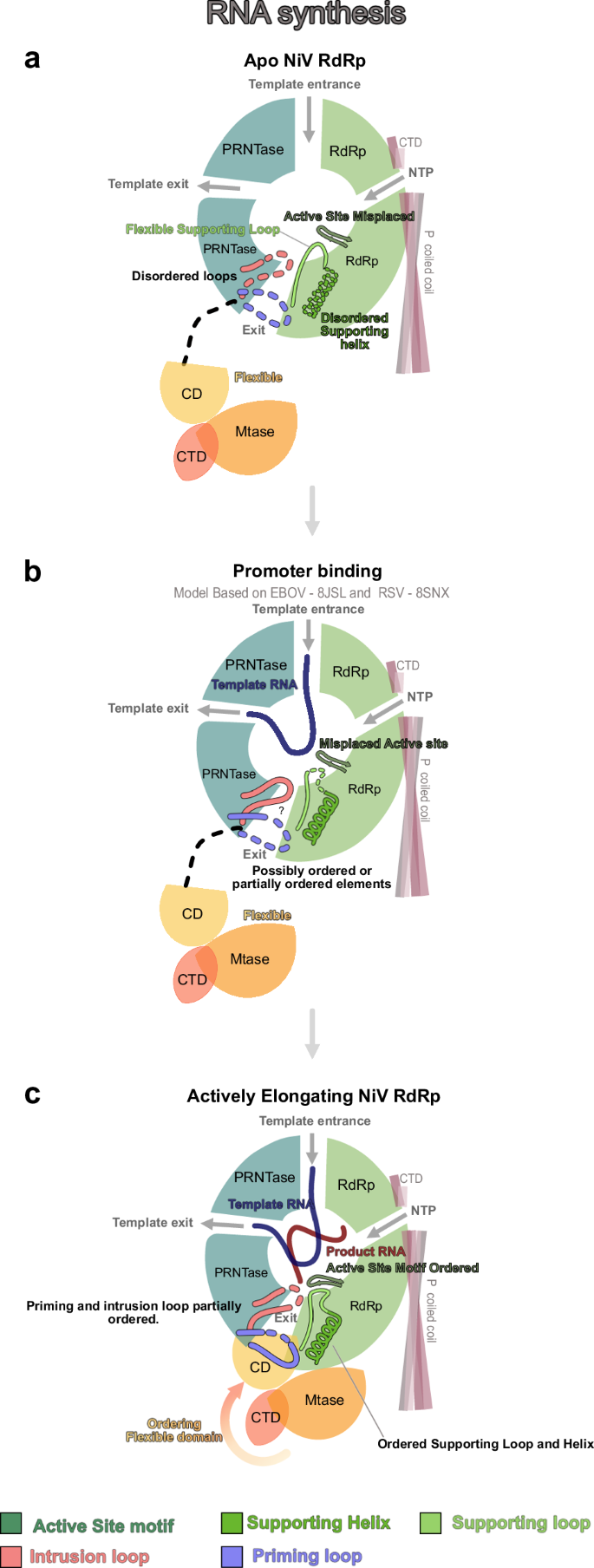 Fig. 6: Structure-based model for early steps of NiV replication.
