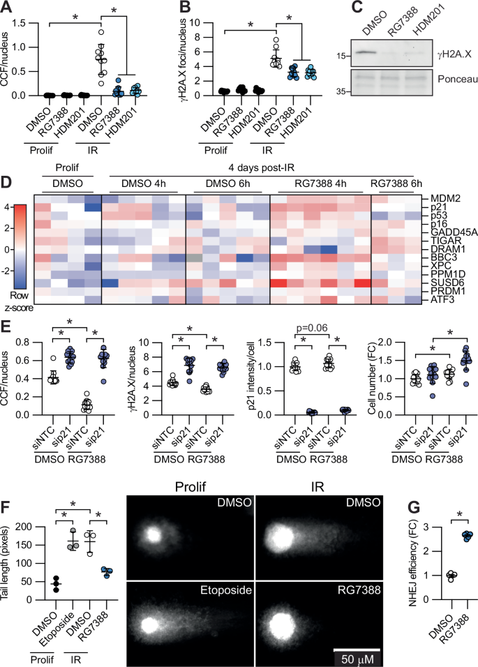 p53 enhances DNA repair and suppresses cytoplasmic chromatin fragments ...