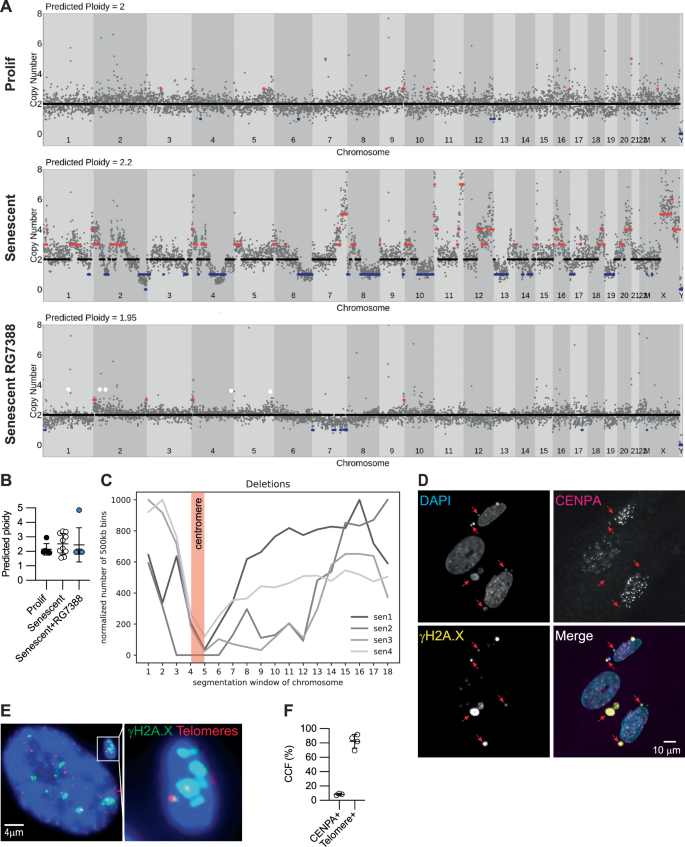 p53 enhances DNA repair and suppresses cytoplasmic chromatin fragments ...