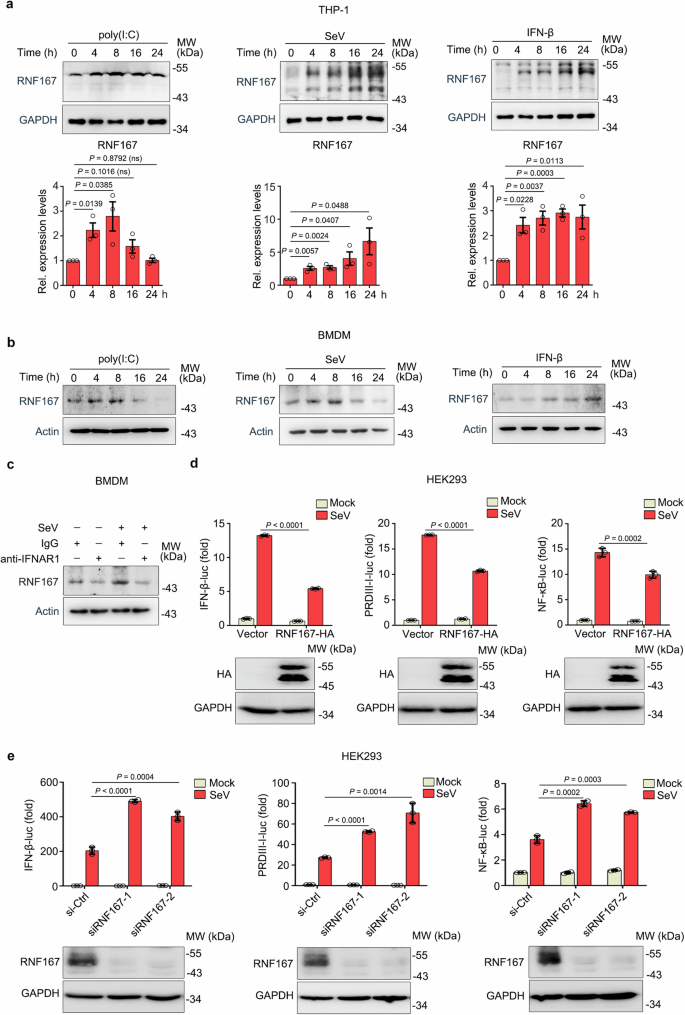 Fig. 1: RNF167 negatively regulates the activation of IFN-I.