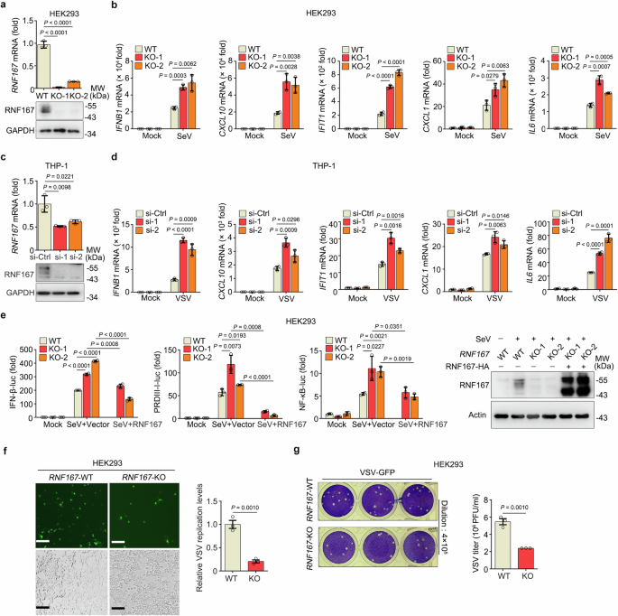 Fig. 2: RNF167 regulates RNA virus-induced innate immune response.