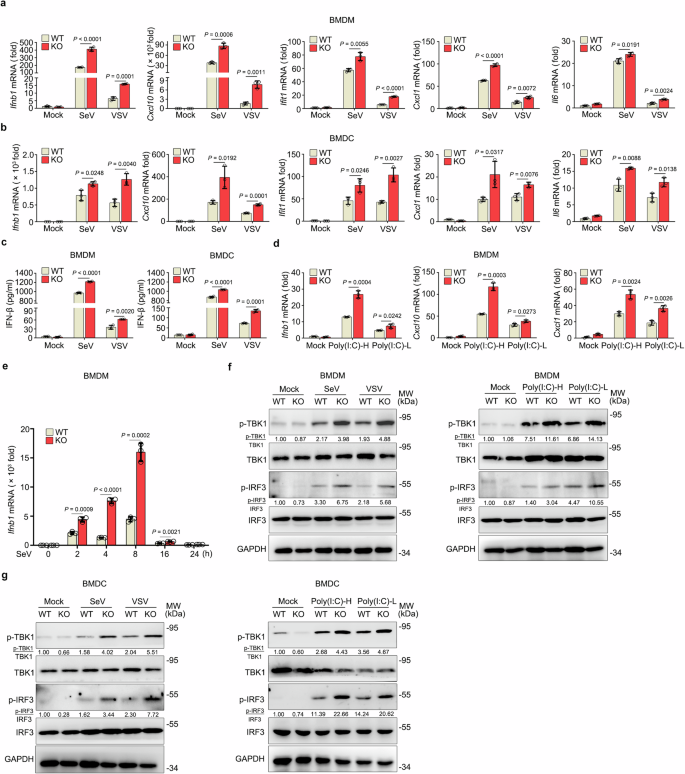 Fig. 3: RNF167 inhibits the production of type I interferon and antiviral response in vitro.
