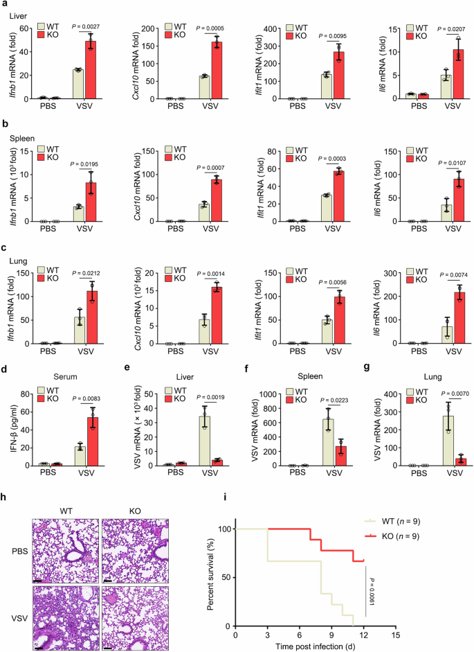 Fig. 4: RNF167 inhibits the antiviral responses in vivo.