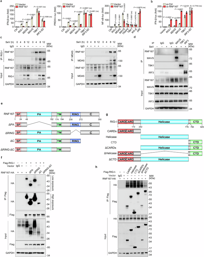 Fig. 5: RNF167 specially interacts with RIG-I, MDA5 and MAVS.
