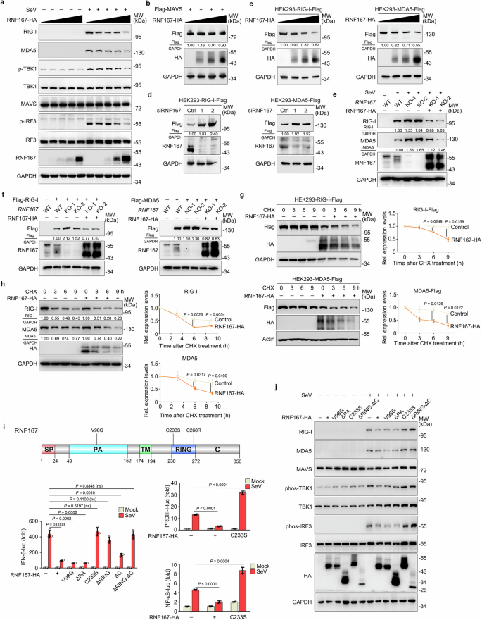 Fig. 6: RNF167 promotes the degradation of RIG-I/MDA5 through its function of RING domain.