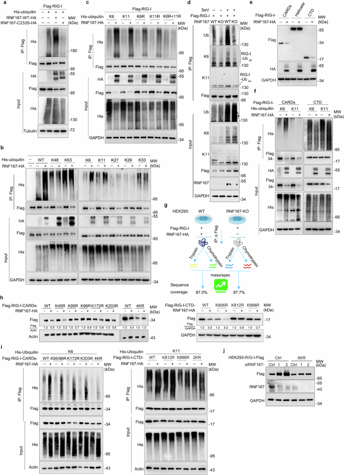 Fig. 7: RNF167 mediates the K6- and K11-linked polyubiquitination of RIG-I.