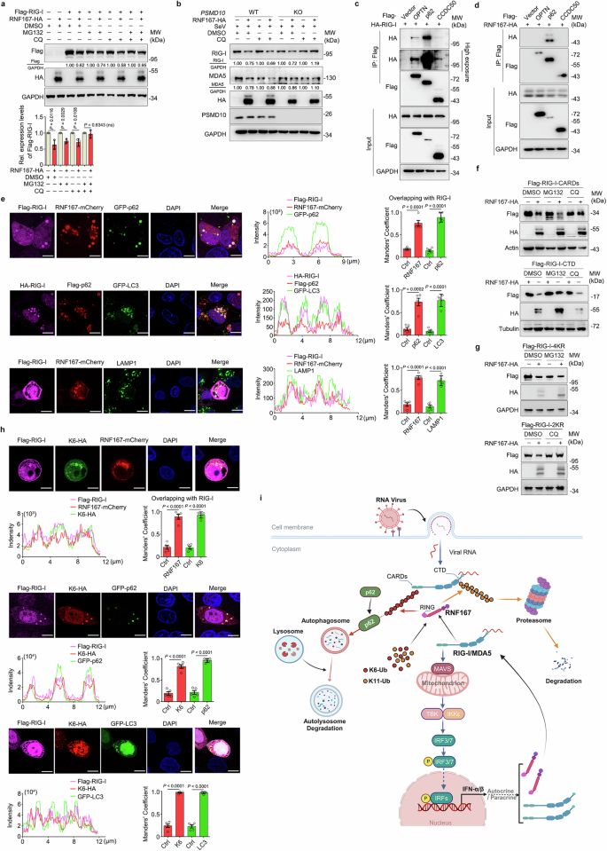 Fig. 8: RNF167 promotes the degradation of RIG-I and MDA5 in proteolytic pathways.