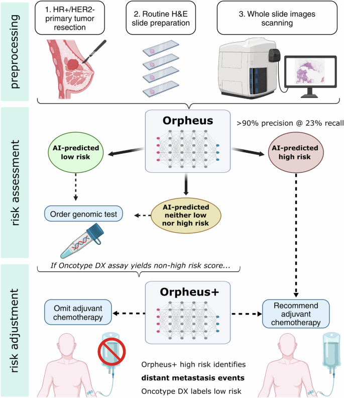Fig. 5: Potential clinical use case of the Orpheus recurrence risk prediction model.