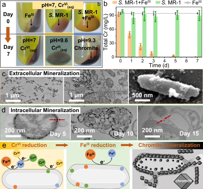 Fig. 4: Microbial synergy with Fe(III) for enhanced Cr(VI) reduction and Cr(III) fixation in Cr-containing wastewater.