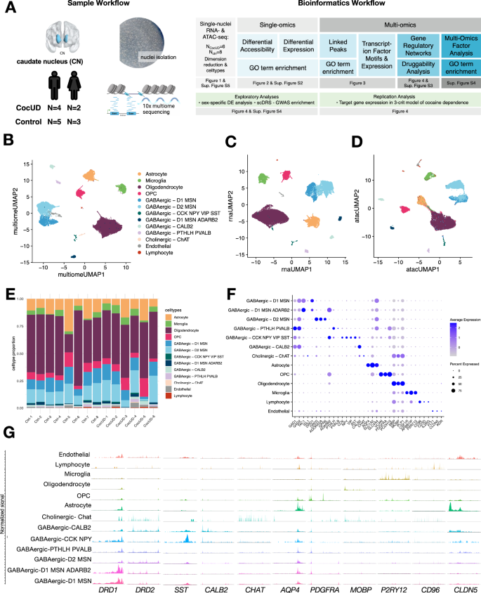 Fig. 1: Study workflow and characterization of single-nuclei multiome dataset.