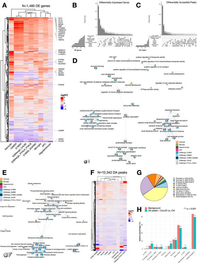 Fig. 2: Differential expression and accessibility analysis of cocaine use disorder and GO overrepresenation.