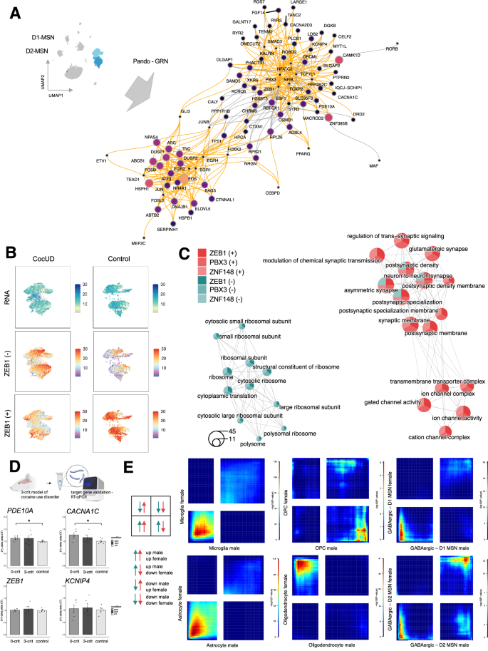 Fig. 4: Gene regulatory network of D1- and D2-MSNs, candidate gene validation in the 3-CRIT model and sex-specific RRHO analysis.