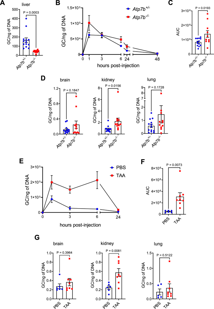 Fig. 2: Delayed clearance and altered biodistribution of AAV8 in TAA-treated and Atp7b−/− mice.