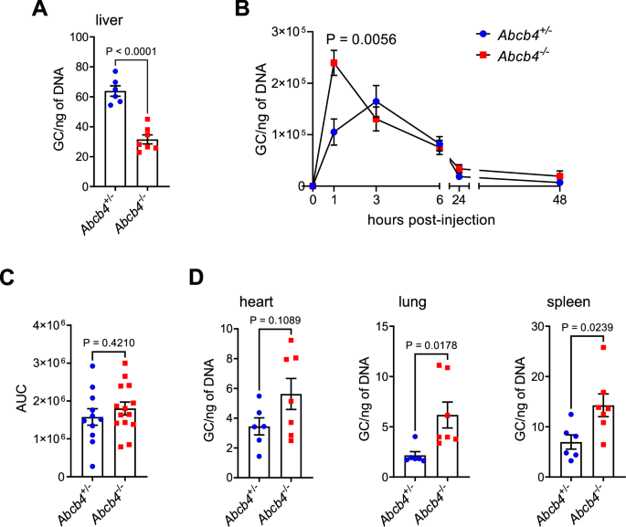 Fig. 3: Delayed clearance and altered biodistribution of AAV8 in Abcb4−/− mice.
