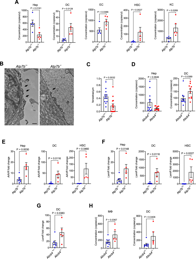 Fig. 4: Increased AAV8 distribution to liver non-parenchymal cells in Atp7b−/− mice and to myeloid splenocytes in Abcb4−/− mice.