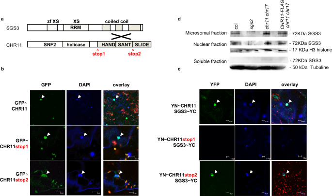 Fig. 1: SGS3 interacts with CHR11 in the nucleus.