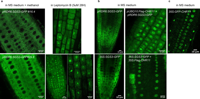 Fig. 2: SGS3 Is a Nucleo-Cytosolic Shuttling Protein.