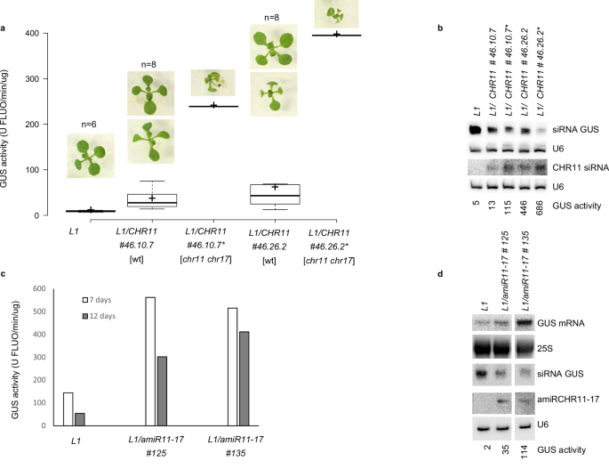 Fig. 3: L1 S-PTGS is delayed when partially impairing CHR11 and CHR17.