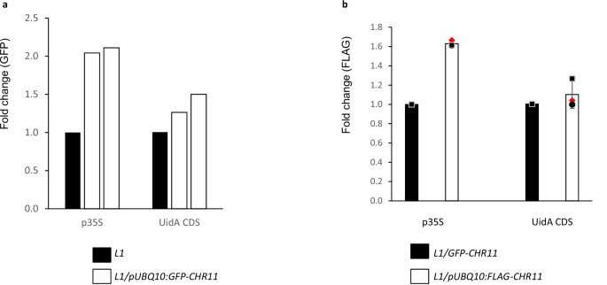 Fig. 4: CHR11 interacts with p35S:GUS transgene at the L1 locus.