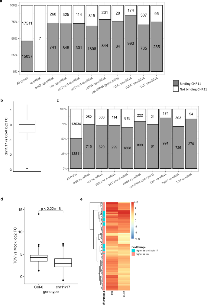 Fig. 6: CHR11 is enriched at endogenous PCGs producing siRNAs and promotes siRNA production.