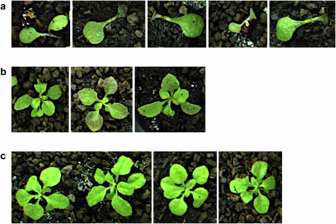 Fig. 7: Simultaneous impairment of CHR11 and CHR17 rescue the lethality of ski3 xrn4 double mutants.