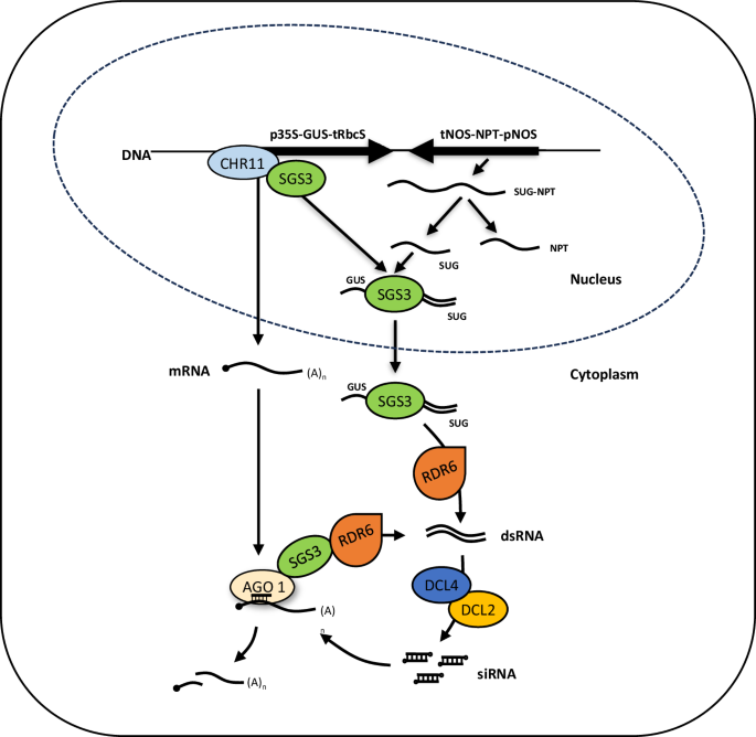 Fig. 8: Tentative model of siRNA production via the action of nuclear CHR11 and SGS3.