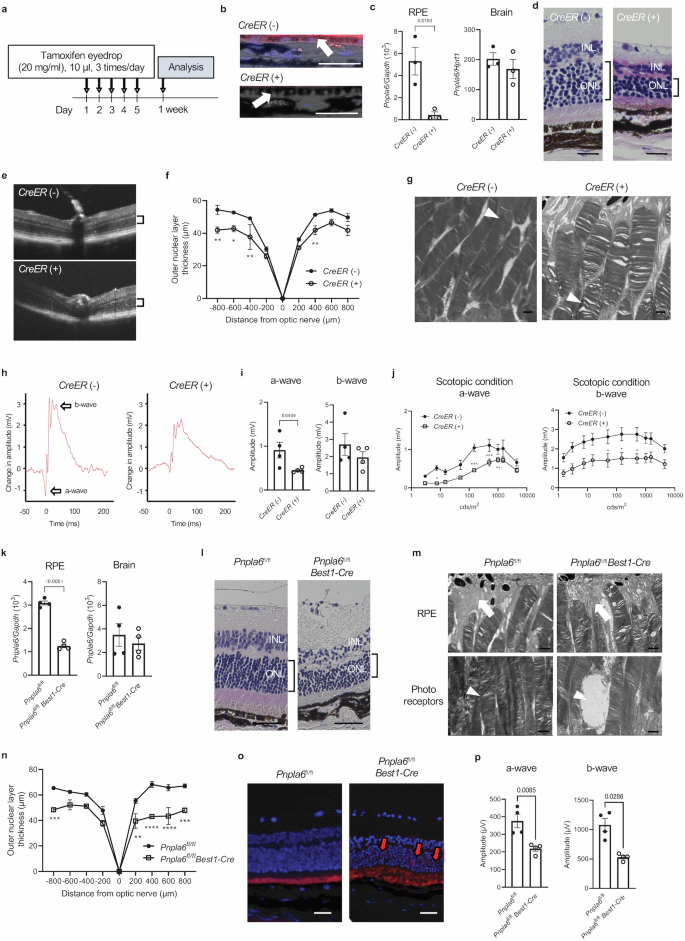 Fig. 2: Visual function and histological features of the retina in ocular-selective Pnpla6-deficient mice.