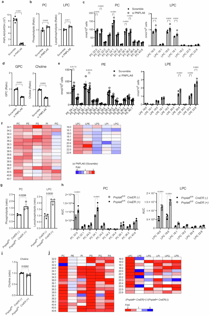 Fig. 3: Changes in phospholipid metabolism in PNPLA6-knockdown ARPE-19 cells and in primary RPE cells isolated from tamoxifen-inducible, ocular-selective Pnpla6-deficient mice.