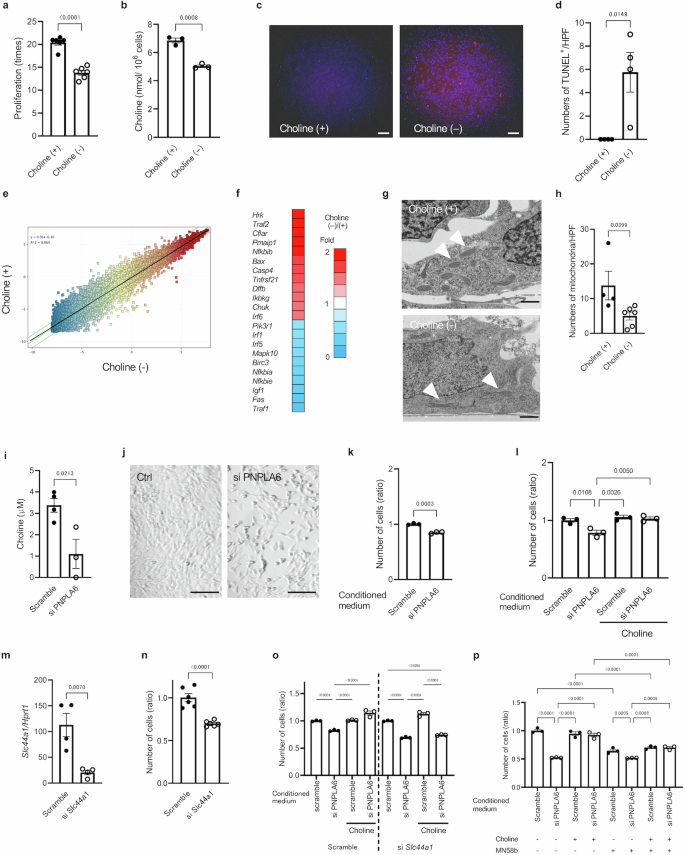 Fig. 6: PNPLA6-driven choline is secreted from RPE cells and supports photoreceptor cell homeostasis.