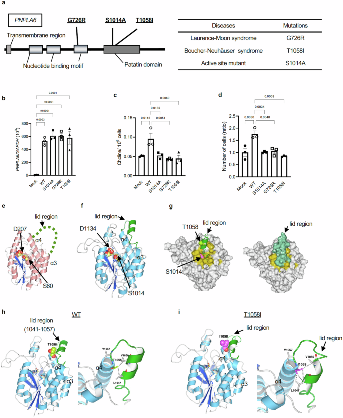 Fig. 8: Mutations in PNPLA6-related disorders impairs enzymatic function of PNPLA6.