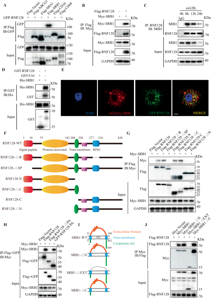 Fig. 4: RNF128 interacts with the extracellular region of SRB1 protein via the PA domain.