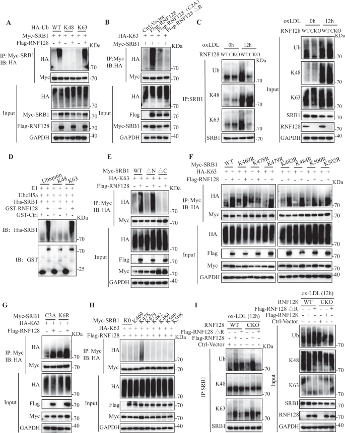 Fig. 5: RNF128 catalyzes K63-linked polyubiquitin chains of SRB1 at lysine 478.