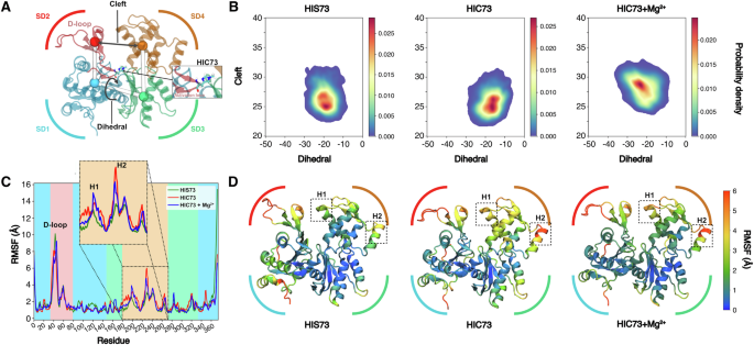 Fig. 1: ATP-bound β-actin plasticity.