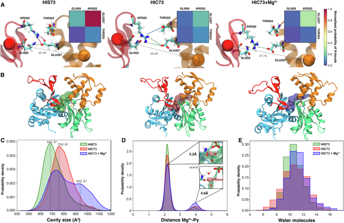 Fig. 2: Role of methylation and magnesium ions on ATP-bound β-actin intrinsic flexibility.