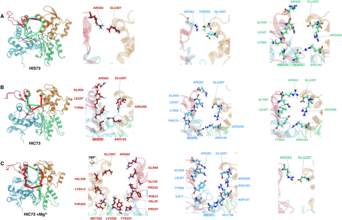 Fig. 3: Main allosteric paths in ATP-bound β-actin systems.