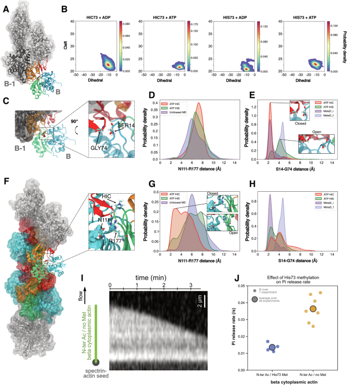 Fig. 5: Actin flexibility at the barbed end and inorganic phosphate release.