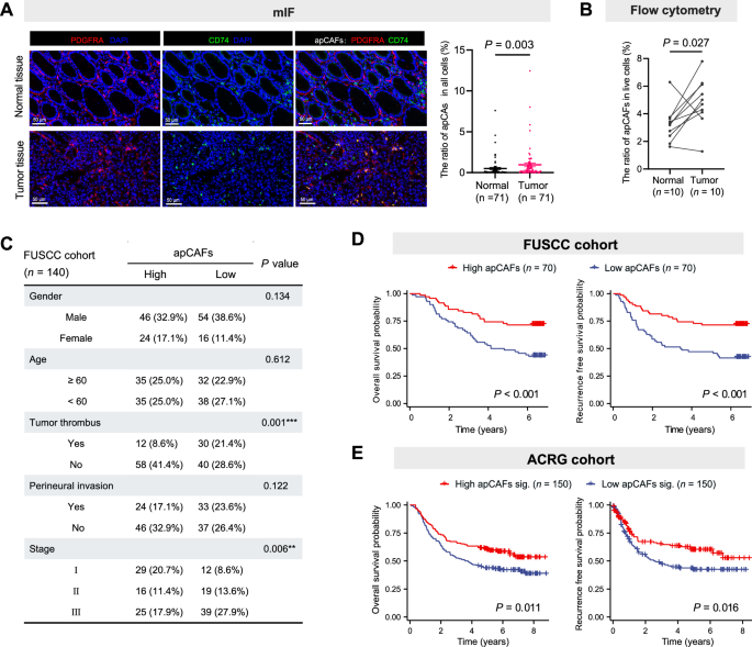 Fig. 2: apCAFs were enriched in tumor tissues and associated with favorable prognosis in GC.