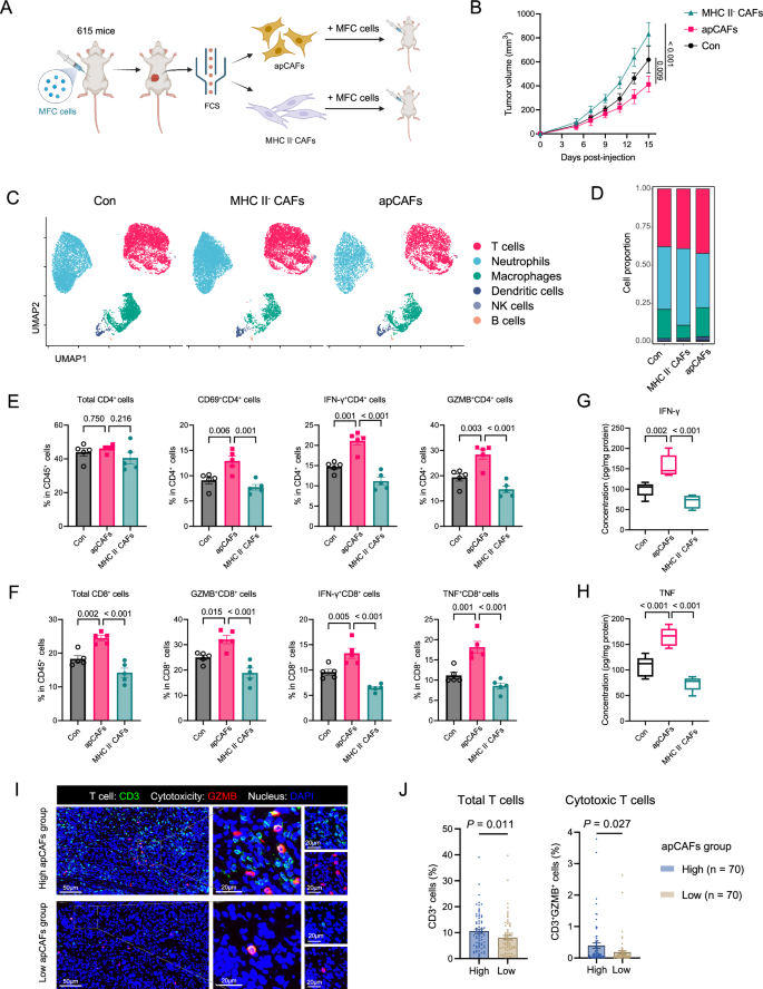 Fig. 4: apCAFs modulated immune profile and promoted antitumor immune response.