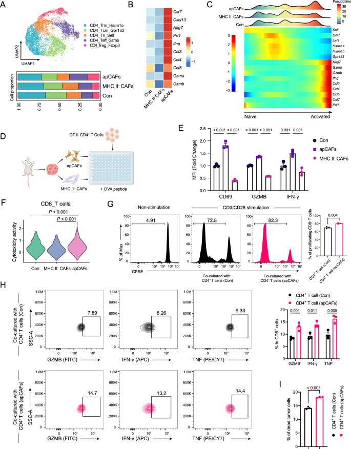 Fig. 5: apCAFs augmented T cell-mediated anti-tumor immune response.