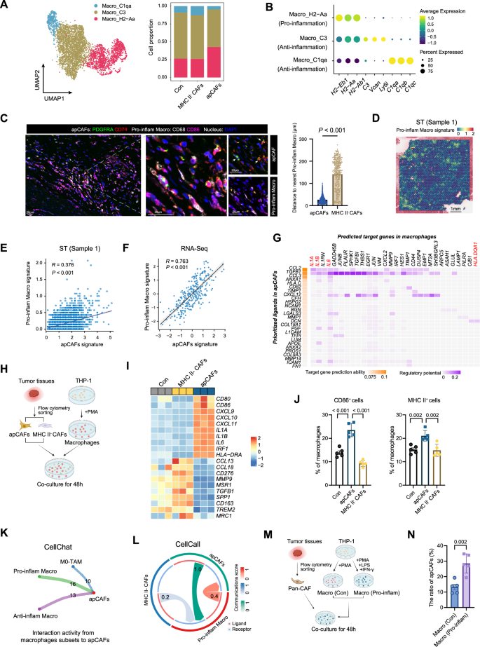 Fig. 6: apCAFs and pro-inflammatory macrophages exhibit positive feedback regulation in the tumor microenvironment.