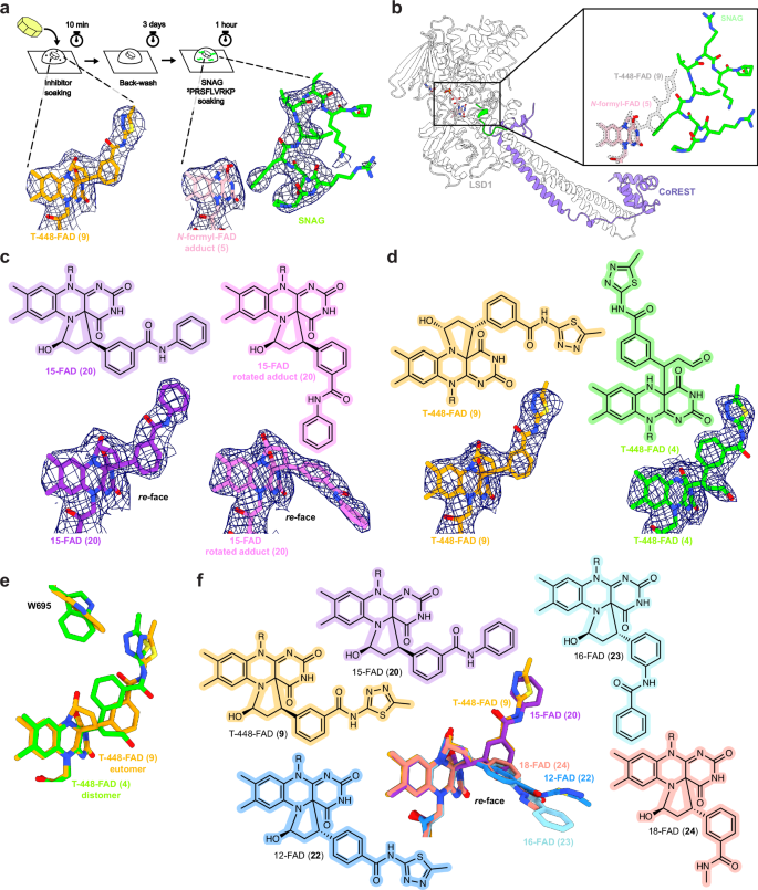 Fig. 3: Structural studies of T448 and derivatives.