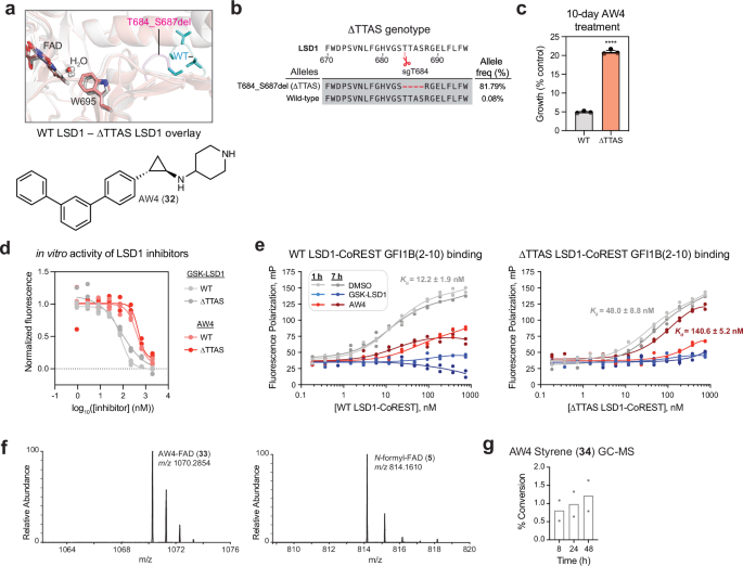 Fig. 4: LSD1 loop deletion mutant promotes fragmentation and drug resistance.