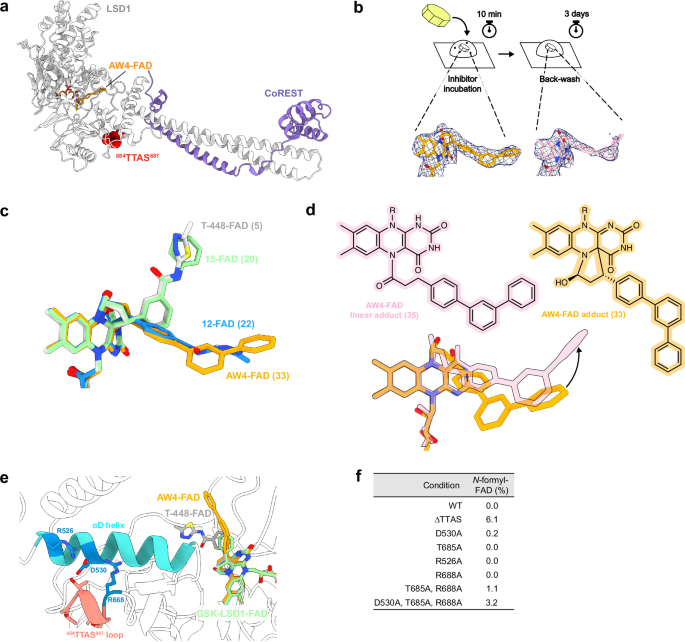 Fig. 5: Distal crosstalk between the TTAS loop and the active site can modulate Grob fragmentation.