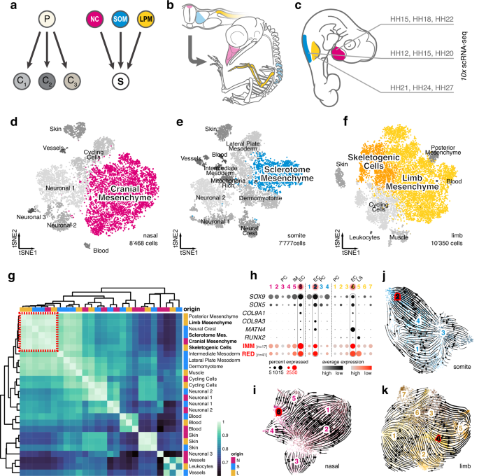 Fig. 1: A convergent transcriptomic signature in skeletogenic cells of different embryonic origins.