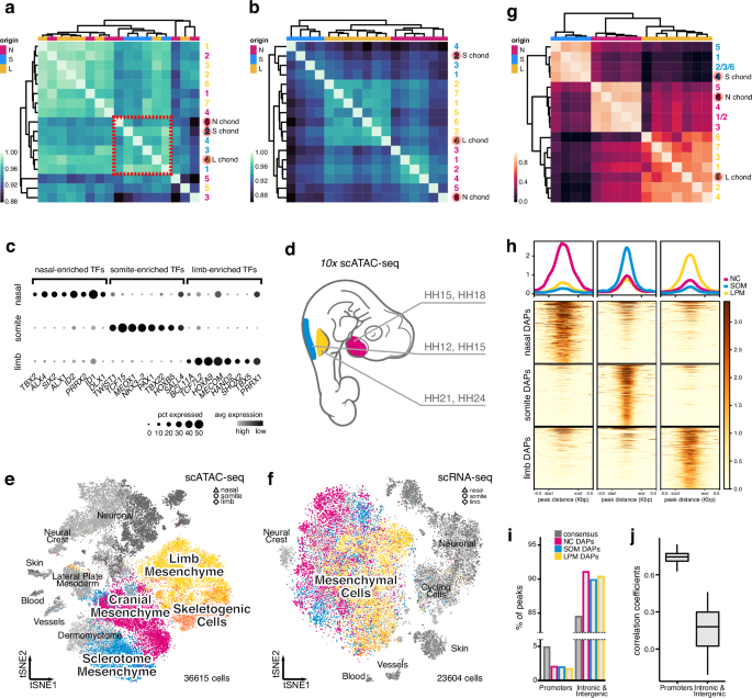 Fig. 2: Distinct trans- and cis-regulatory modalities underlie the convergent specification of skeletogenic cells.